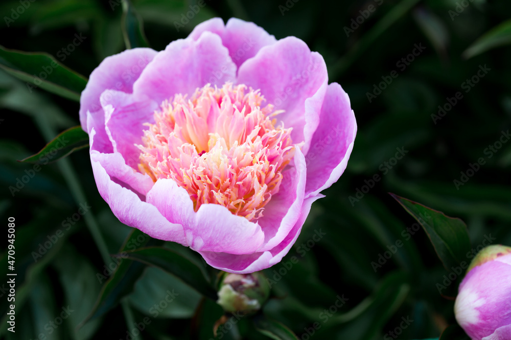 flower peony art background petals flatlay flower peony art background petals flatlay