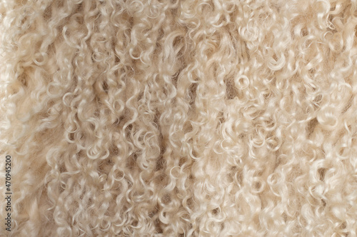 curly and fluffy natural fur texture from young lamb 