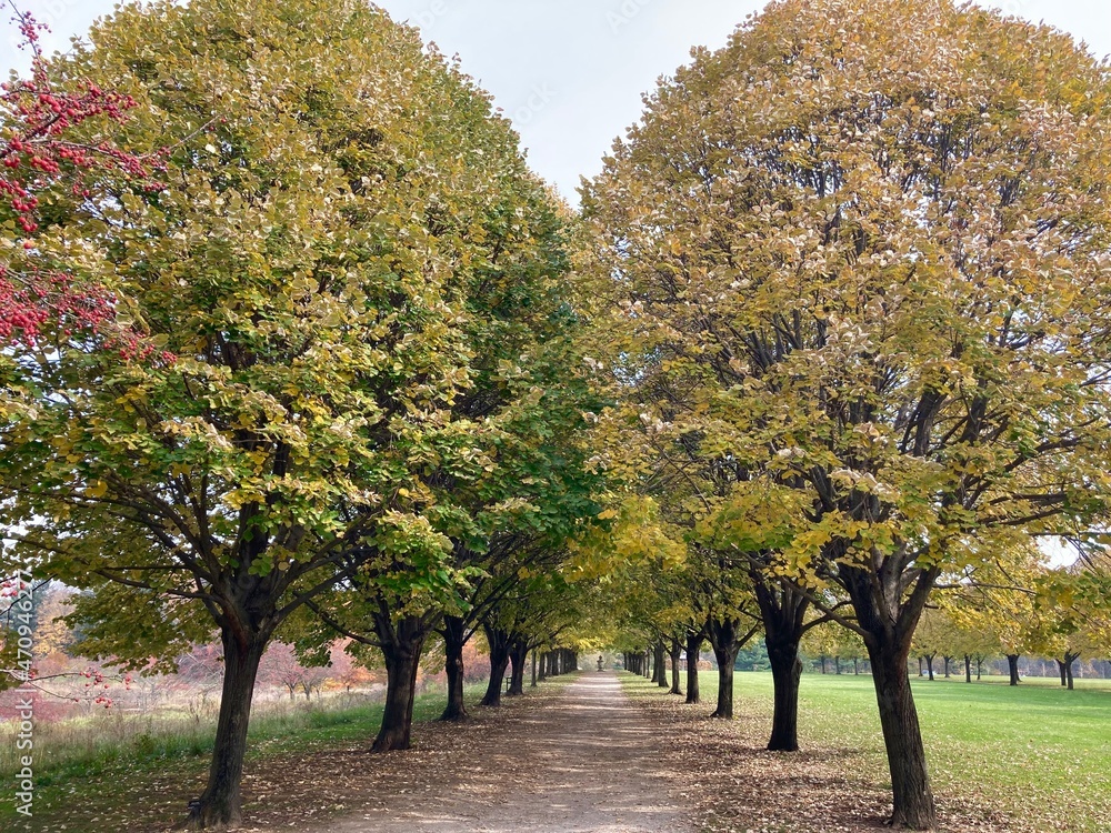 Naklejka premium row of trees in autumn