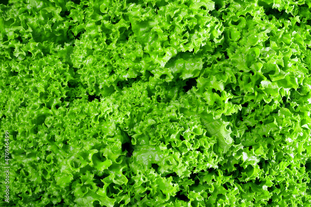 Green salad leaves background, texture Green salad leaves background, texture