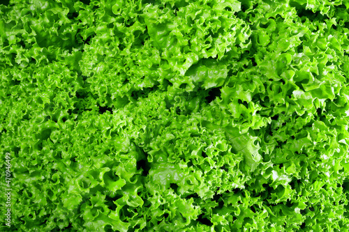 Green salad leaves background, texture