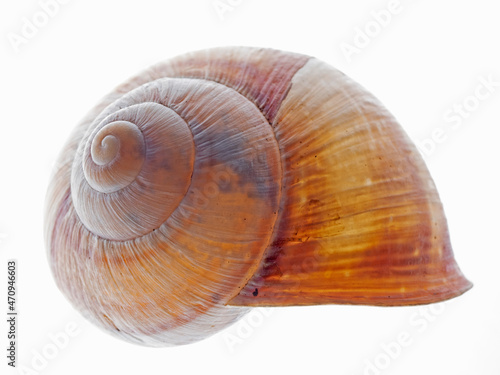 Snail shell of a Roman snail