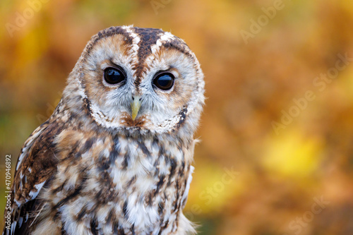 A tawny owl with gorgeous autumnal colours background