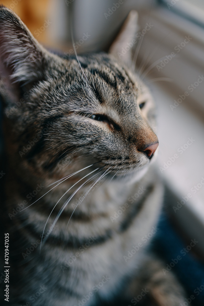 Domestic cat is resting in pets couch. Tabby pussycat sleep near windowsill. Window and sunlight in background. Close up animal portrait.