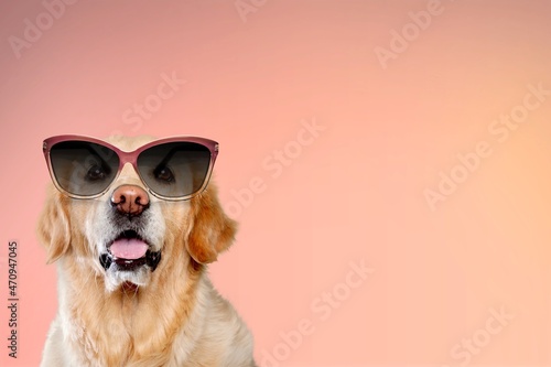 A funny dog dressed sunglasses on the background. Summer holidays concept.