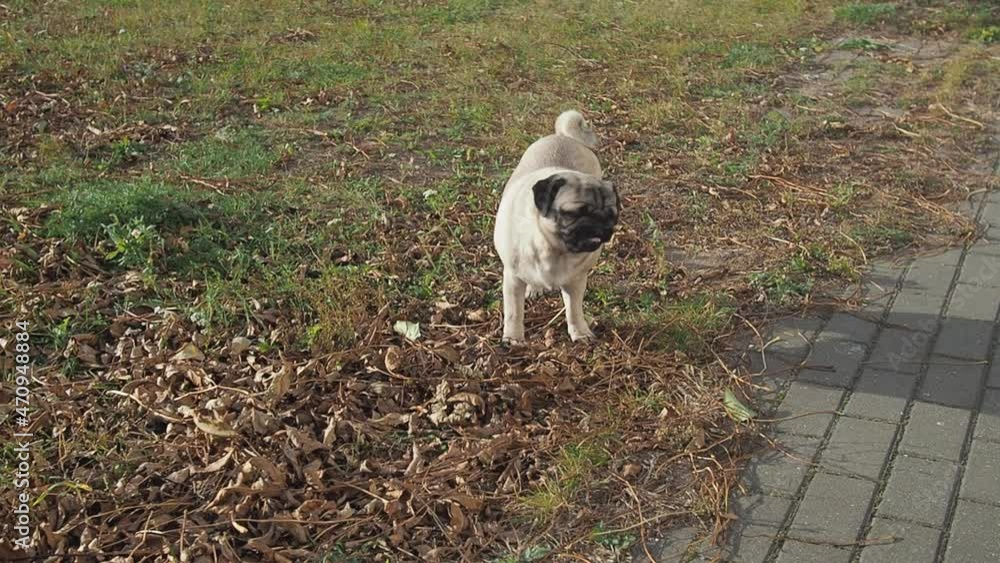 Dog eating grasses on green meadow. pug funny chewing grass Dog eating grasses on green meadow. pug funny chewing grass