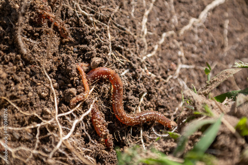 earthworm fertilizing the garden, earthworm concept