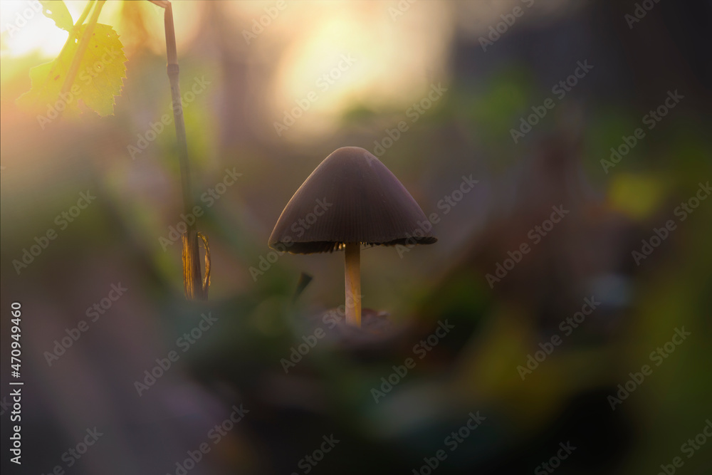 Leśny grzyb ciepłe tło las jesień bokeh zbliżenie