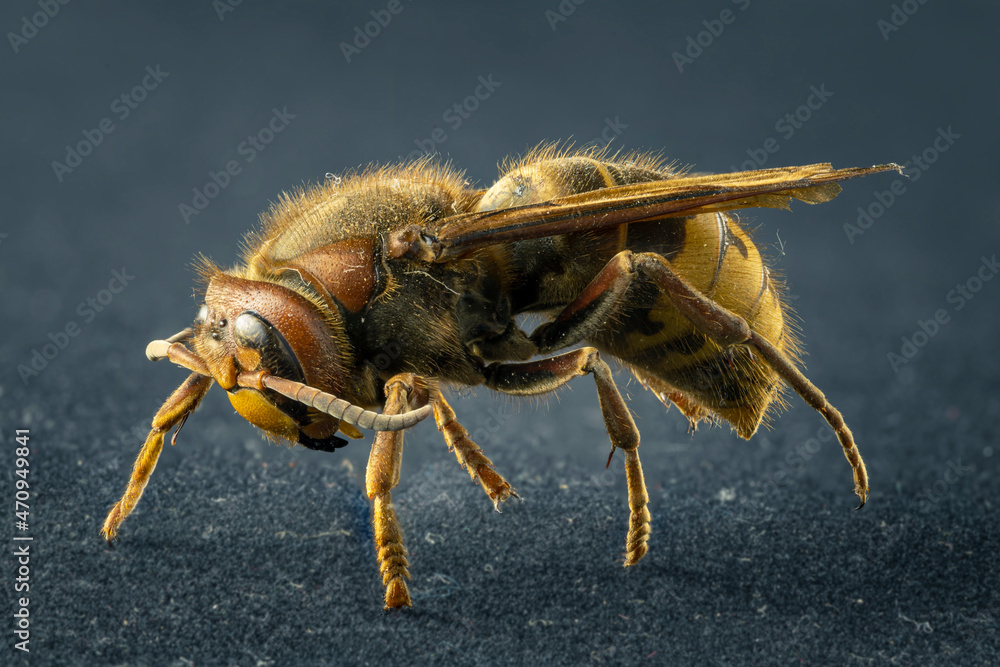 Naklejka premium Extreme sharp and detailed study of wasp