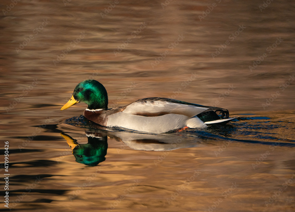 Fotografie Mallard reflection on golden pond