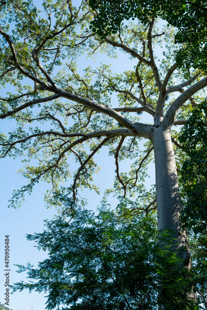 Fototapeta premium ceiba