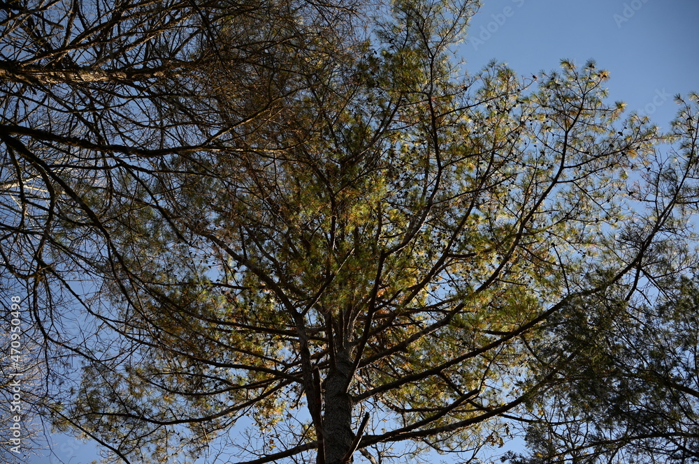 Fall Trees Fall Trees