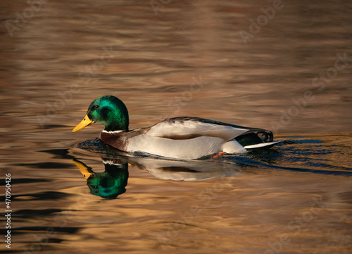 Mallard reflection on golden pond