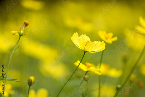 黄色いコスモスの花畑画像