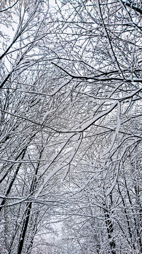 Winter scenery on the road between the trees in the forest © Daniel