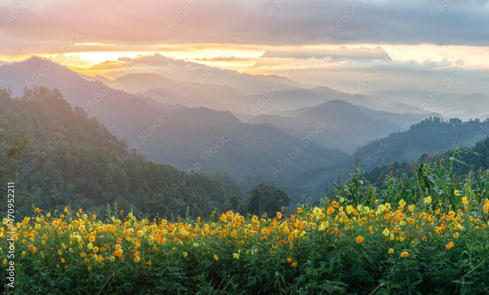 Panoramic Mountain landscape with Magic yellow Cosmos flowers in blooming with sunset background.