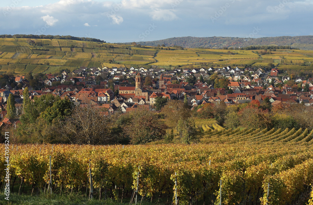 Alsace, vignes