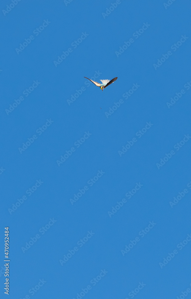 European Bee-eater or Merops apiasterin in flight for its prey. Algarve Portugal. European Bee-eater or Merops apiasterin in flight for its prey. Algarve Portugal.