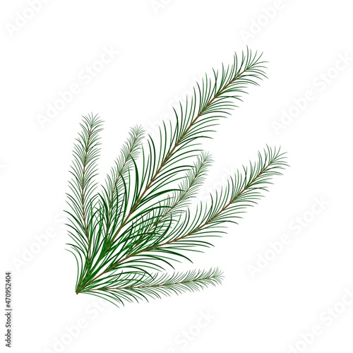 Christmas tree branch. Isolated on a white background. Place for your text. Copy space.