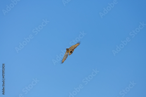 Circaetus gallicus or Short-toed snake eagle flying to the nest with its prey, the frog. Algarve Portugal.v photo