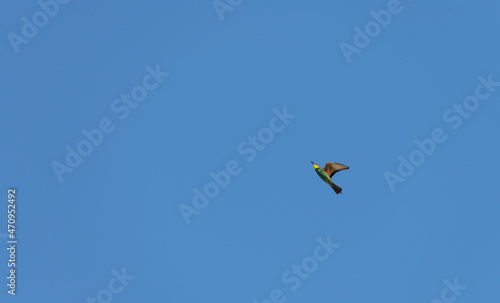 European Bee-eater or Merops apiasterin in flight with its prey. Algarve Portugal.