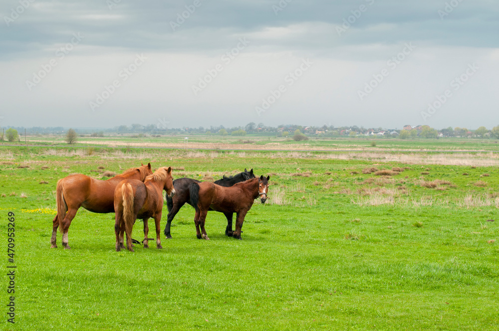 wild horse on a large meadow with beautiful scenery of blue sky and quiet at sunrise