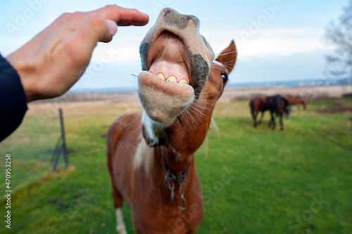 Brown horse laughing and smiling outdoors © mikhailgrytsiv