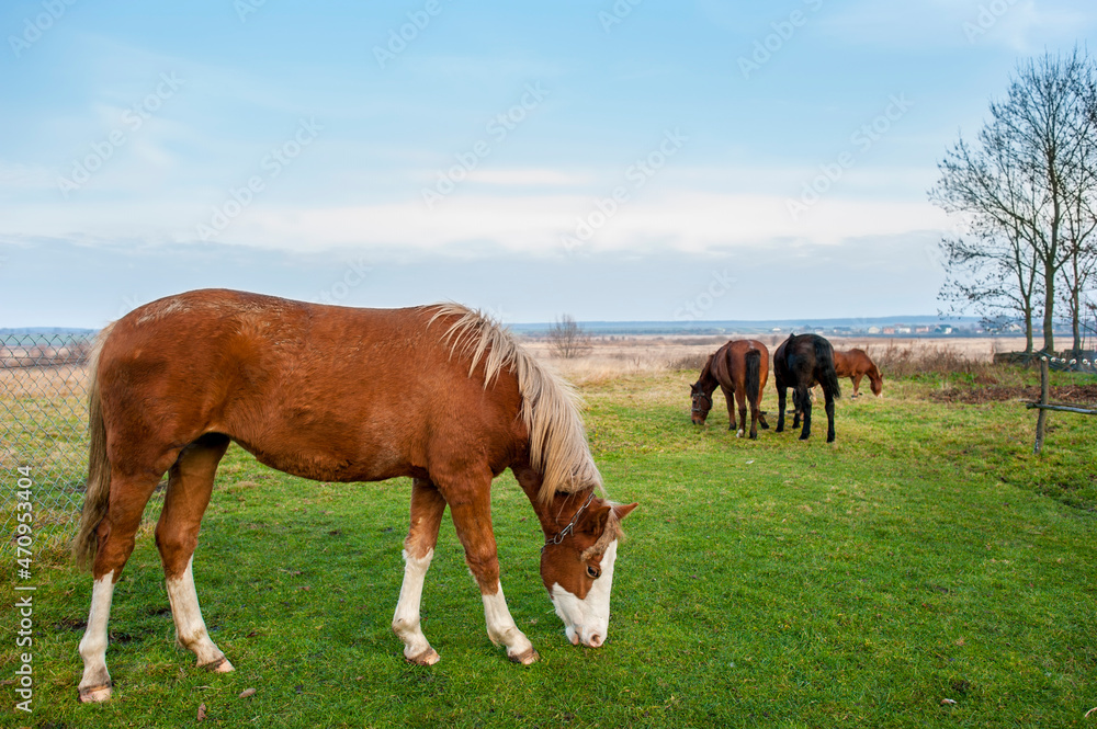 wild horse on a large meadow with beautiful scenery of blue sky and quiet at sunrise