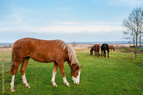 wild horse on a large meadow with beautiful scenery of blue sky and quiet at sunrise