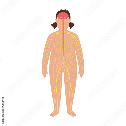 Human nervous system