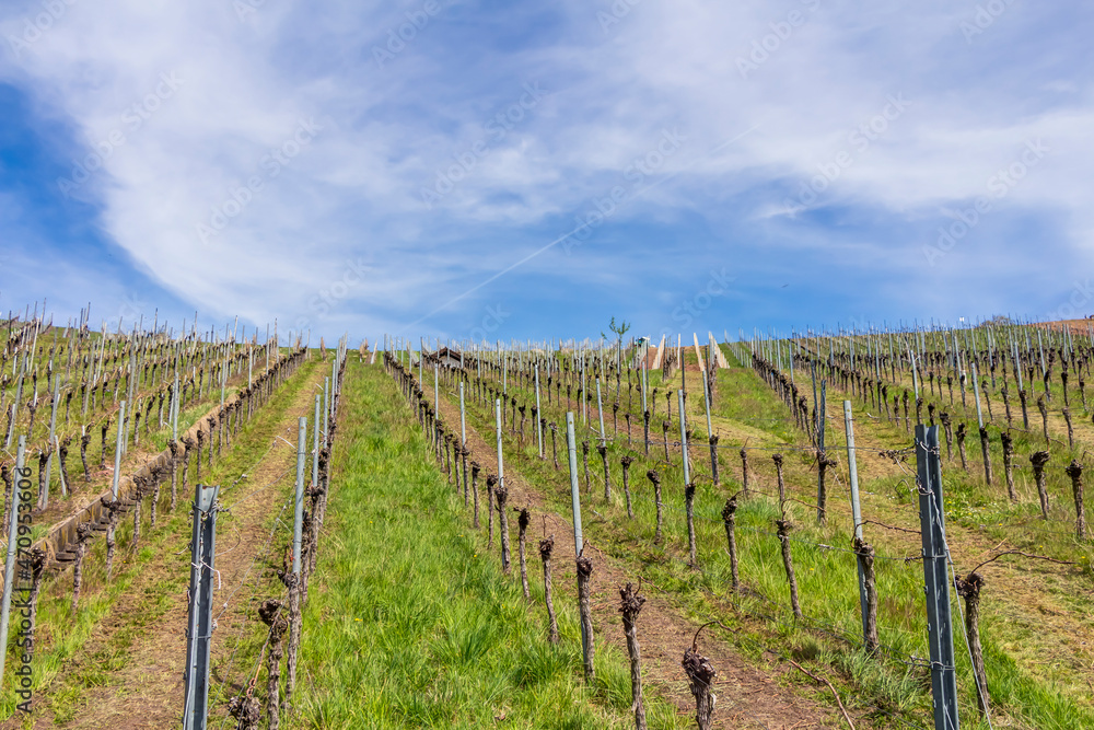 Weinbau und Weinberge in der Nähe von Beutelsbach im Rems-Murr-Kreis, Deutschland