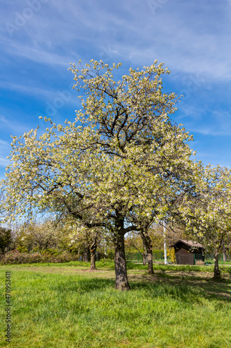 Blühender Apfelbaum im Frühling auf einer Wiese