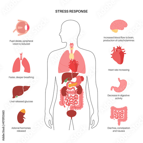 Stress responce system