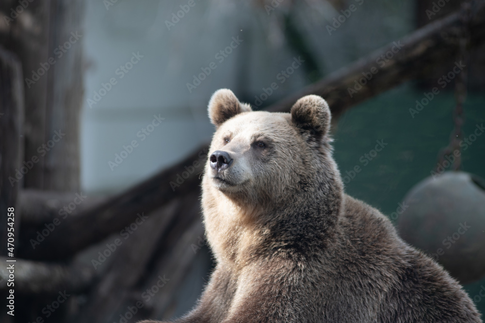 Obraz premium Orso marsicano