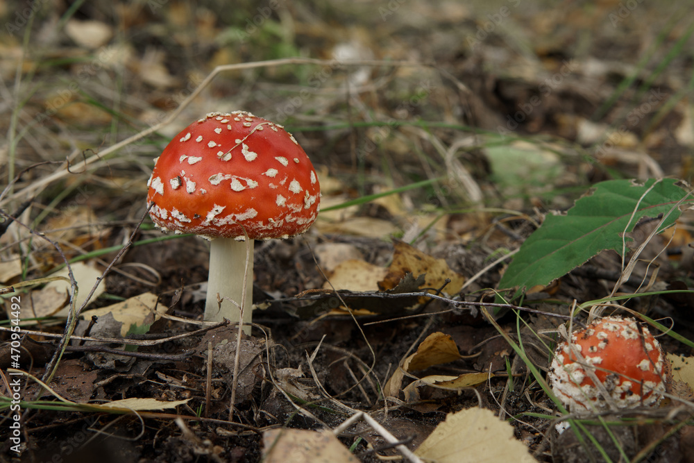 Toxic and hallucinogen single fly agaric mushroom with a bright red cap stands in the forest. Close-up image of amanita muscaria. Red poisonous mushroom. Toxic and hallucinogen single fly agaric mushroom with a bright red cap stands in the forest. Close-up image of amanita muscaria. Red poisonous mushroom.
