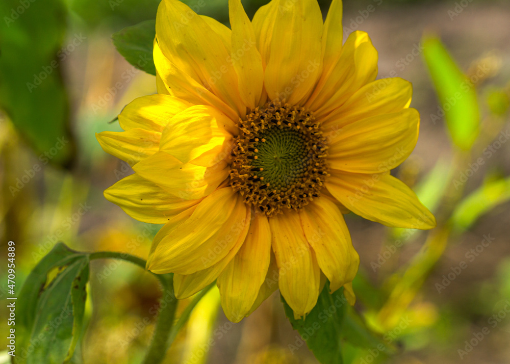 Lonely sunflower flower with yellow petals in the garden. Lonely sunflower flower with yellow petals in the garden.