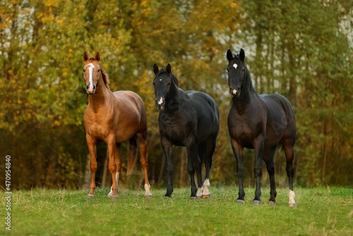 Three horses standing together in the field in autumn