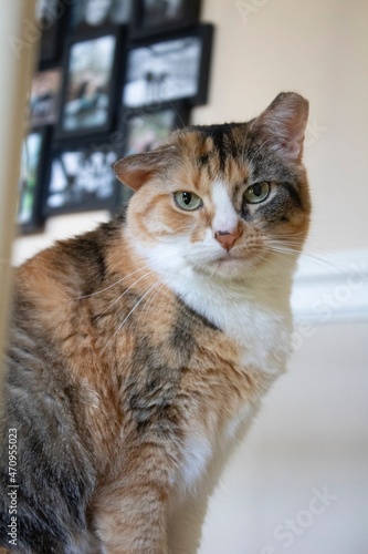 portrait of a calico cat