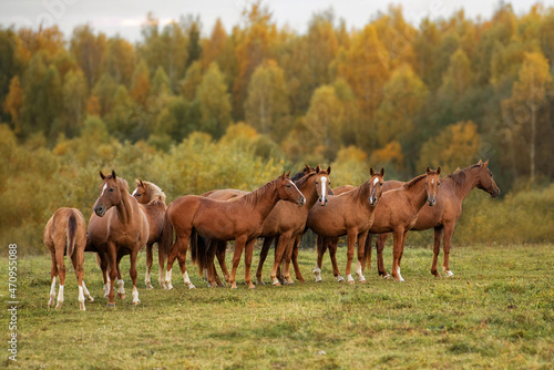 Herd of horses in the field in autumn. Don breed horses.
