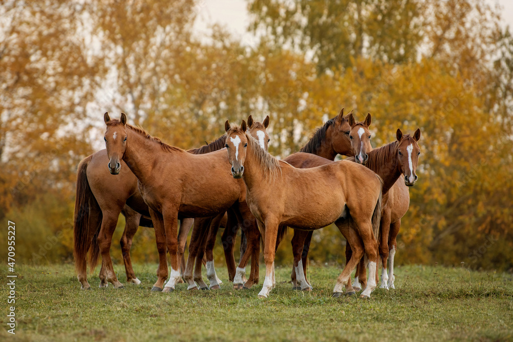 Herd of horses in the field in autumn. Don breed horses. Herd of horses in the field in autumn. Don breed horses.