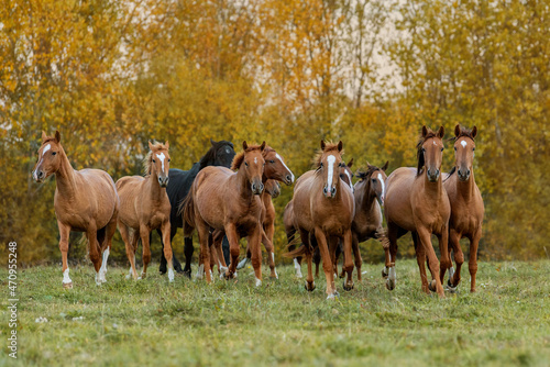Herd of horses running in the field in autumn. Don breed horses.