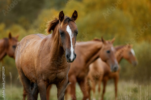 Portrait of a foal in the herd in autumn. Don breed horse.