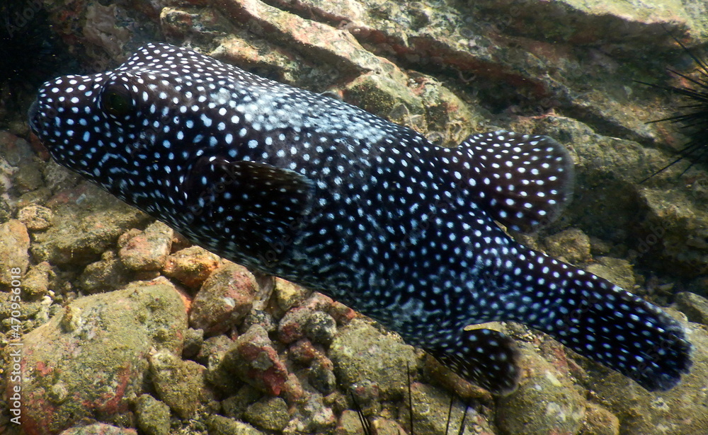 Costa Rica Pacific sea life