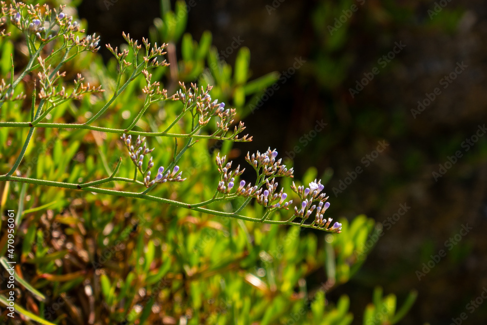natural landscape, green vegetation with small flowers