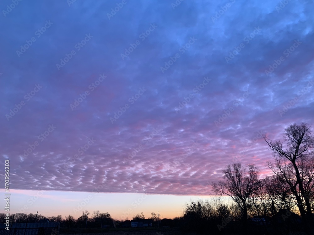 Fototapeta premium sunset in the forest