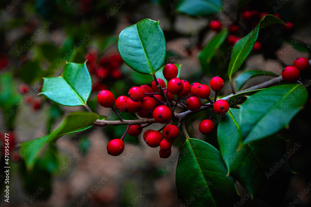 Holly tree branches, red berries, green leaves, selective focus on the foreground.