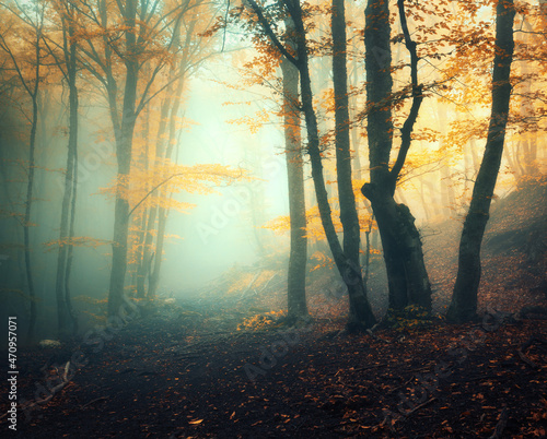 Fairy forest in fog. Fall w...