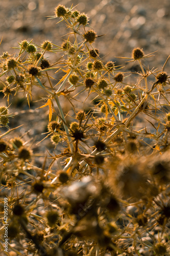 macro image of a golden thistle detail.Cnicus benedictus.Golden dry prickly flower bush background