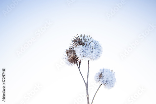 Frost and snow covered thistles in a woman hand