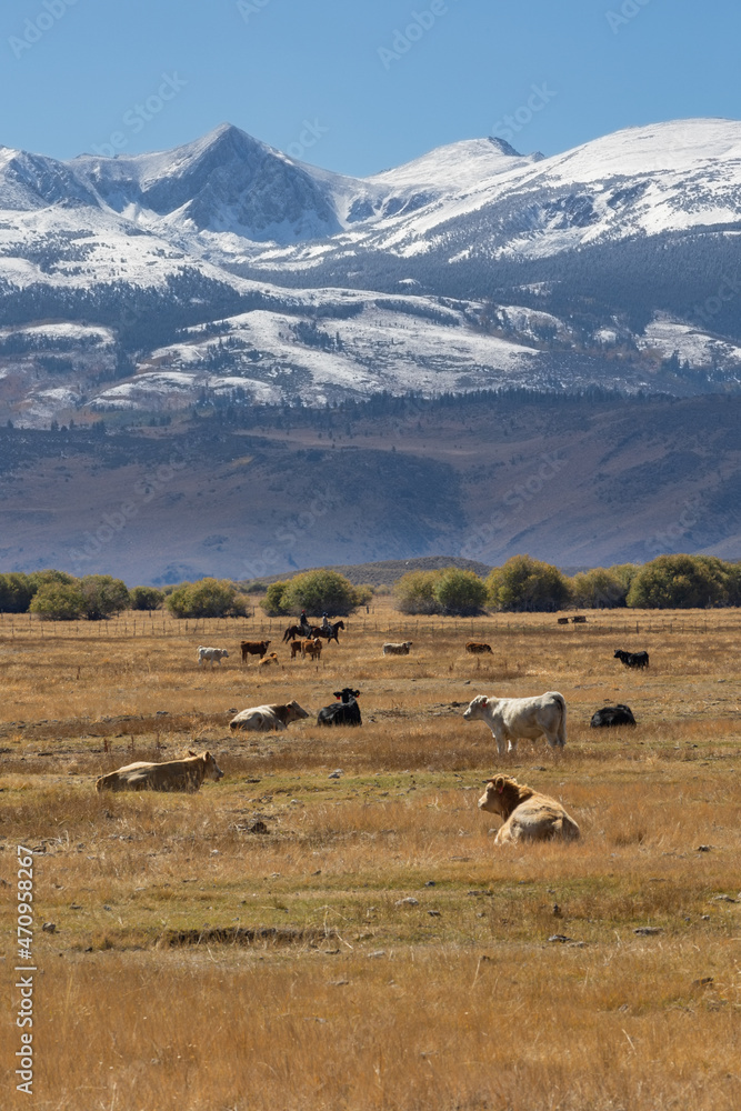 Cattle herded by cowboys under the snow covered Eastern Sierras